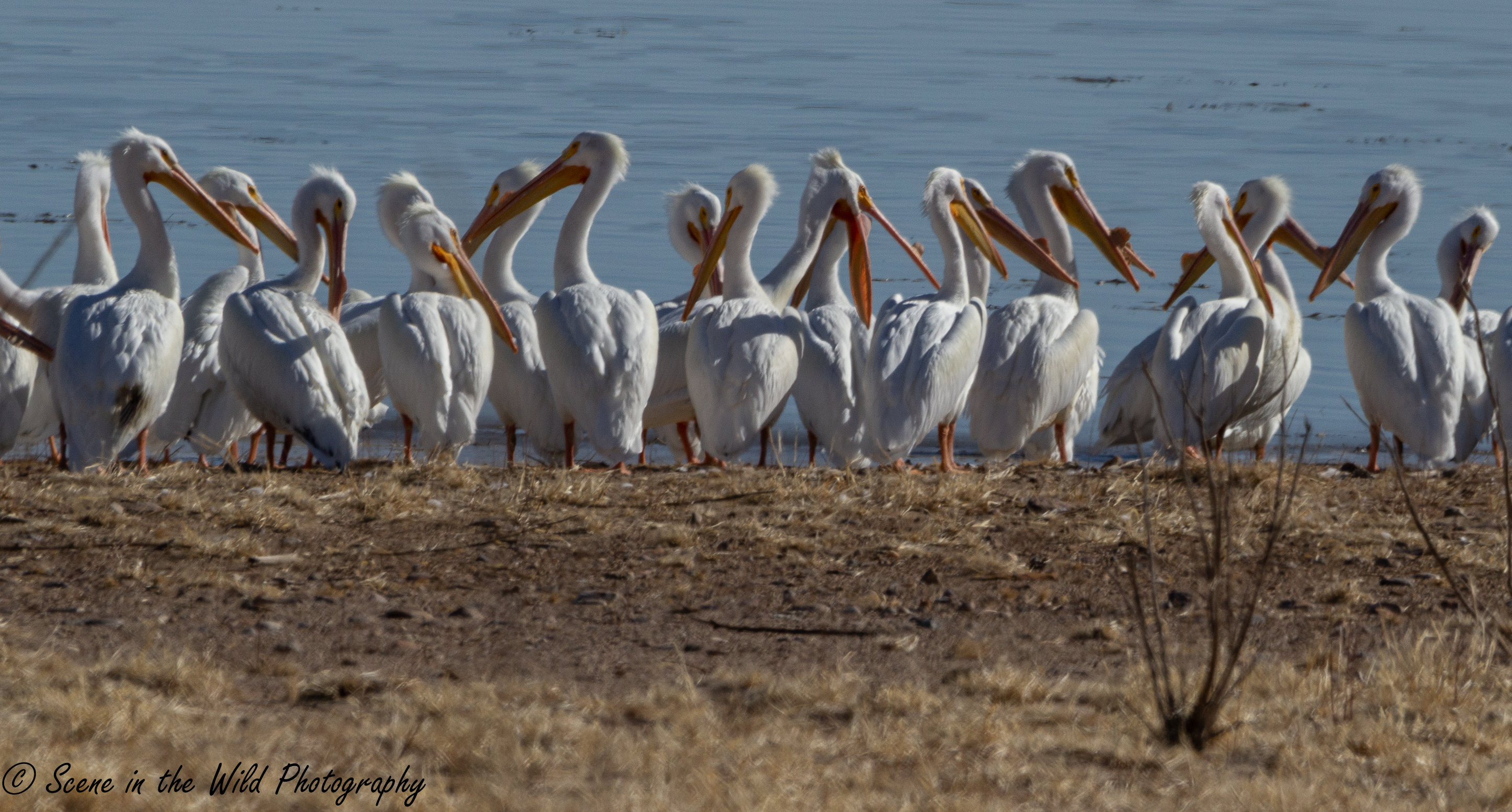White Pelicans Scene in the Wild Photography SECO News seconews.org 